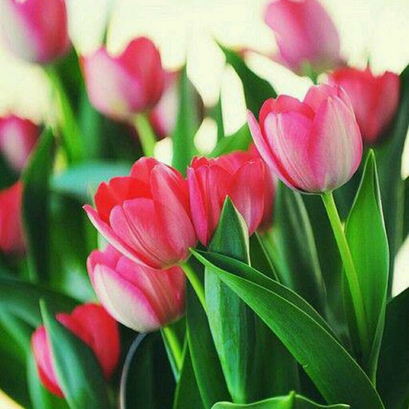 Meet your Posher, Lisa - Picture 1 of 1